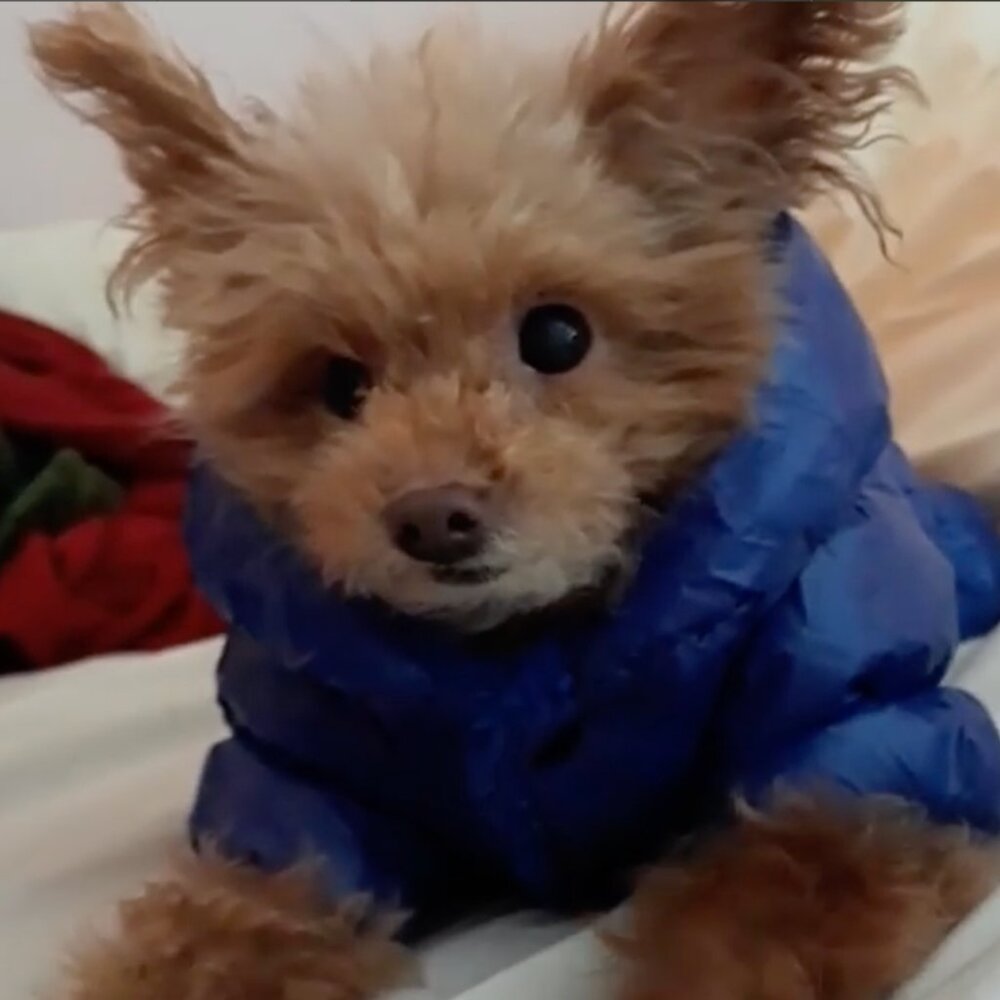 🐩 Clothes and Accessories for Dog Size S or XS - Post 1 of 2 - Picture 10 of 16